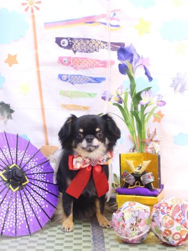 20240504ルナちゃん